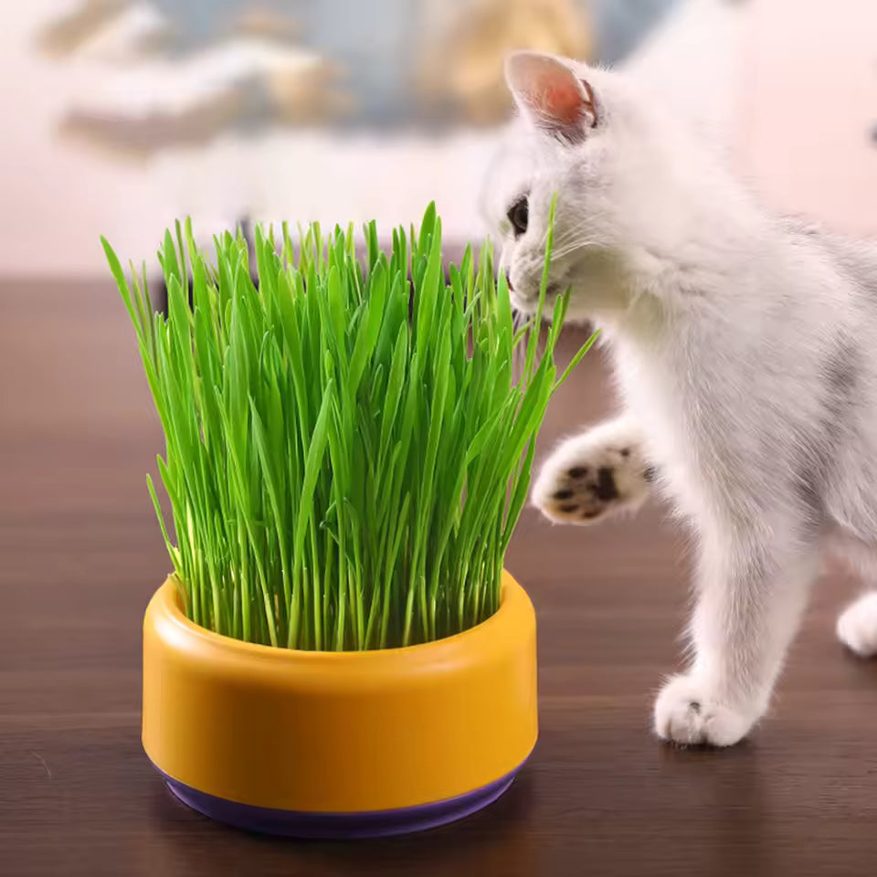 Cat Grass Growing Kit